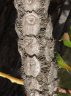Myrmecodia platytyrea subsp antoinii-5.jpg